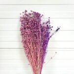 Planta de In violet neuniform 50cm