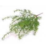 Asparagus tufa artificiala verde H56cm