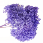 Hortensia stabilizata cu flori mici mov D20cm