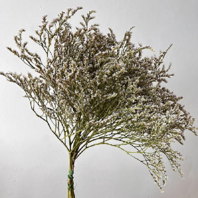 Statice Dumosa natur set x5