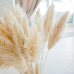 Pampas Cortaderia Natur