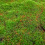 Muschi artificial 3D verde-maro tip mocheta 1x2m - imagine 2