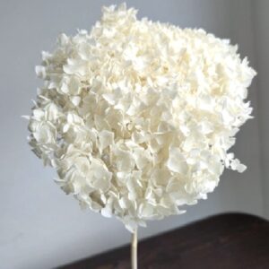 Hortensia criogenata cu flori mici ivory D20cmv