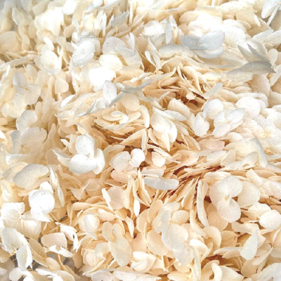 Hortensia stabilizata cu flori mici Champagne D20cm