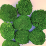 Muschi bombat mini Light Green set x8