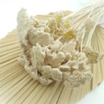 Achillea uscata Albita set 60g