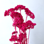 Achillea uscata Fuxia set 60g