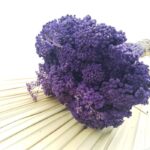 Achillea uscata Mov set 60g