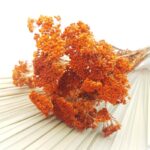 Achillea uscata Oranj set 60g