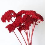 Achillea uscata Rosu set 60g