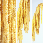 Amaranthus stabilizat Galben pal 100cm