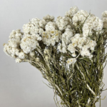 Anaphalis uscat alb-natur set 50g