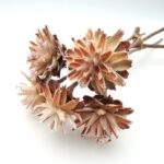 Buchet Flori uscate Leucadendron Plumosum natur x5