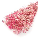 Floarea miresei stabilizata Cyclam set 40g