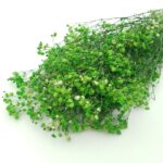 Floarea miresei stabilizata Verde neon set 40g