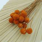 Flori uscate Craspedia Oranj x20