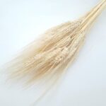 Grau barbos Albit set 80g