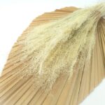 Iarba uscata Texas albita set 50cm