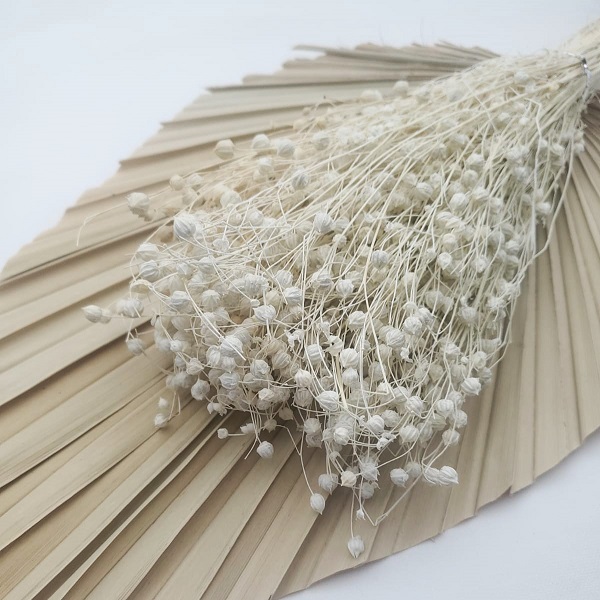 Planta de In mini albit set Planta de In mini albit set