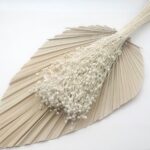 Planta de In mini albit set