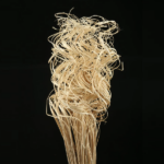 Curly ting ting scoarta palmier albita