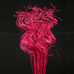 Curly ting ting scoarta palmier cyclam