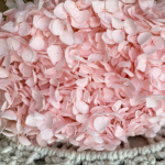 Hortensia criogenata cu flori mici Pink blush D20cm