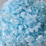 Hortensia criogenata cu flori mici Light blue D20cm