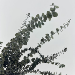 Eucalipt prep. Spirala Verde set