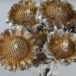 Floare uscata Protea margareta alb-natur set x6