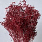 Flori uscate Broom Bloom premium Burgundy 100g