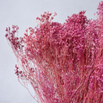 Flori uscate Broom Bloom premium Wine Rose 100g