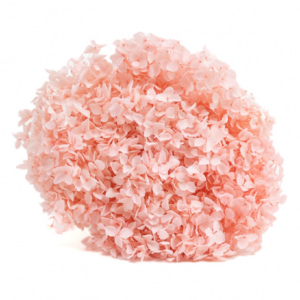 Hortensia criogenata cu flori mici Baby Pink D20cm