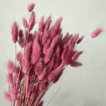 Lagurus premium Roz Antic set 100g