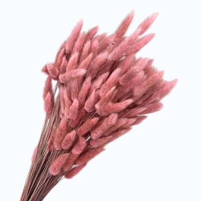 Lagurus premium Roz Antic set 100g