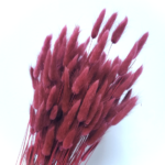 Lagurus premium Wine Rose set 100g