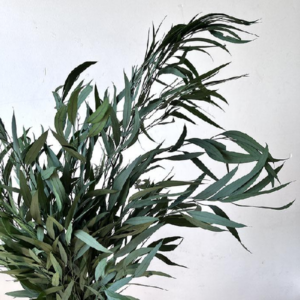 Eucalipt stabilizat Nicoly verde set