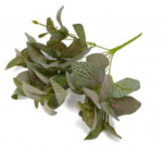 Fittonia tufa artificiala verde bordo 35cm