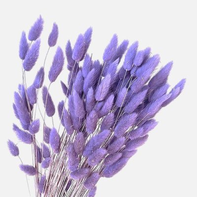 Lagurus premium Mov Deschis set 100g