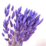 Lagurus premium Mov Deschis set 100g