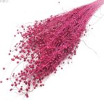 Planta de In Fuxia DR set 100g