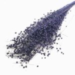 Planta de In Indigo DR set 100g