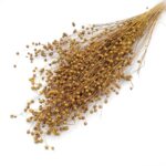 Planta de In Ocru DR set 100g