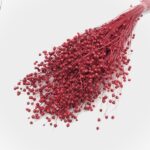 Planta de In Rosu DR set 100g