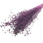 Planta de In Violet DR set 100g