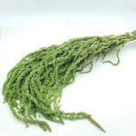 Amaranthus stabilizat Verde deschis set 150g