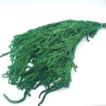 Amaranthus stabilizat Verde iarba set 150g