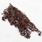 Eucalipt stabilizat Parv. bordo 70cm