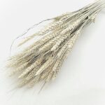 Grau uscat Triticale albit set 80g