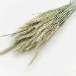 Grau uscat Triticale natur set 80g